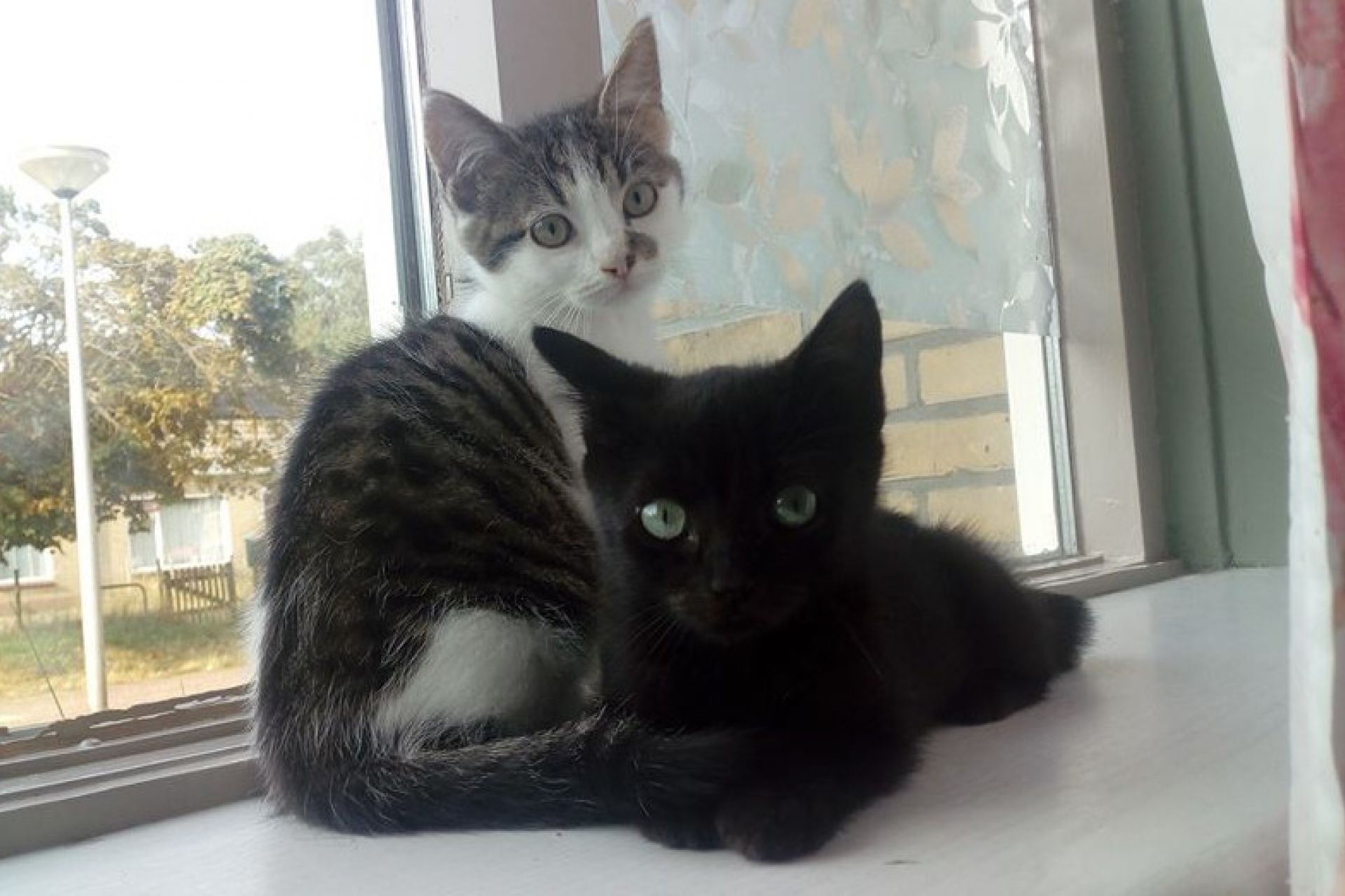 kittens Casper en Cor