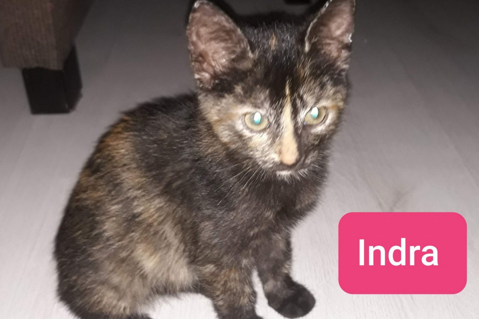 kitten Indra