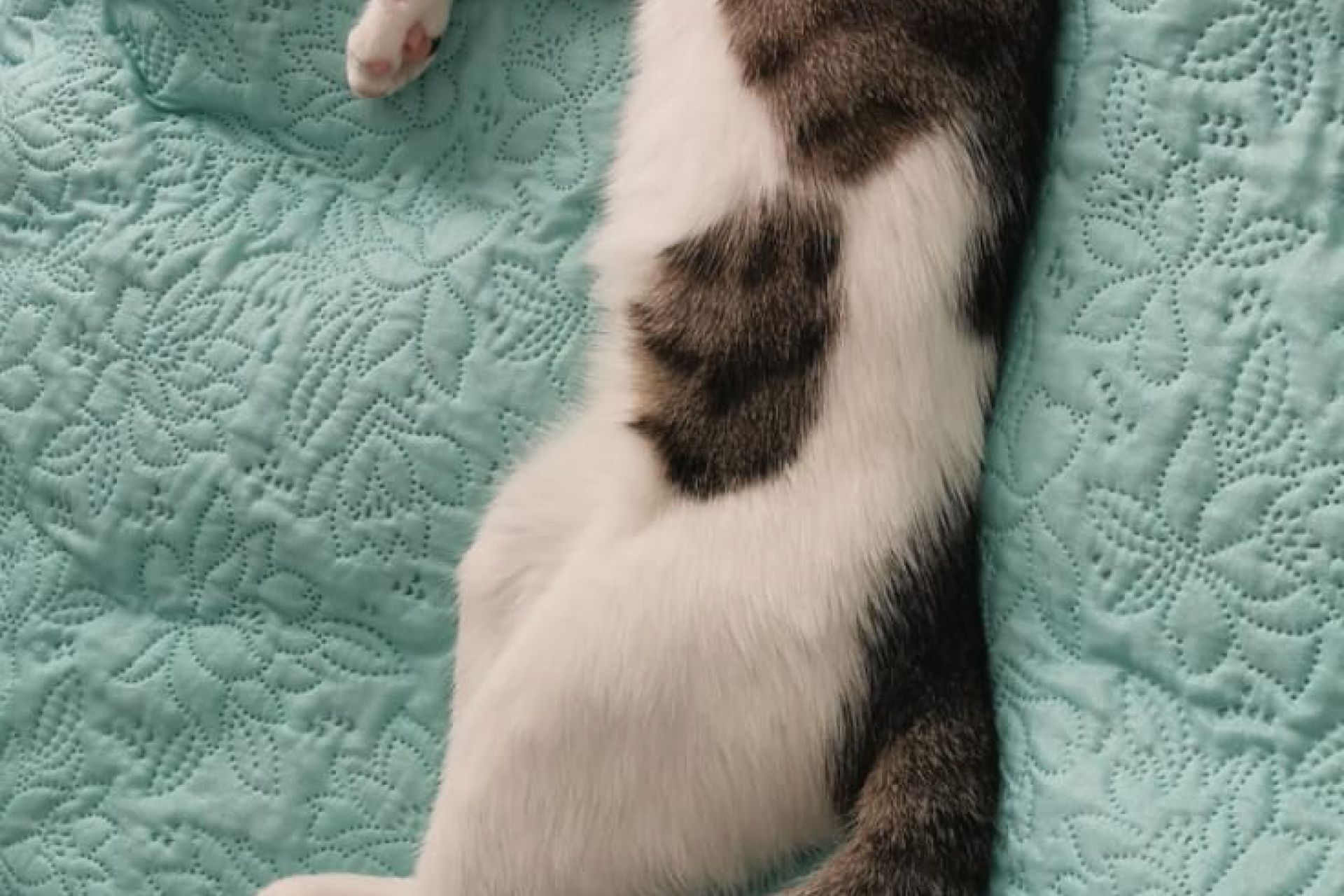 Kat vermist gevonden kat wit grijs bruin kater 