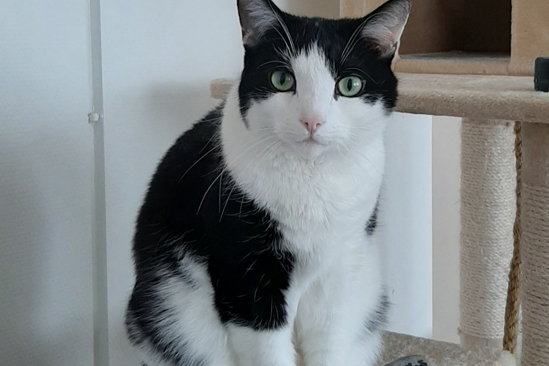 Onze lieve huiskat Banshee is ergens van geschrokken en het huis uitgerend. Hij is een erg schuwe, zwart-witte grote kater. Wij missen hem enorm en willen hem graag weer thuis hebben. 