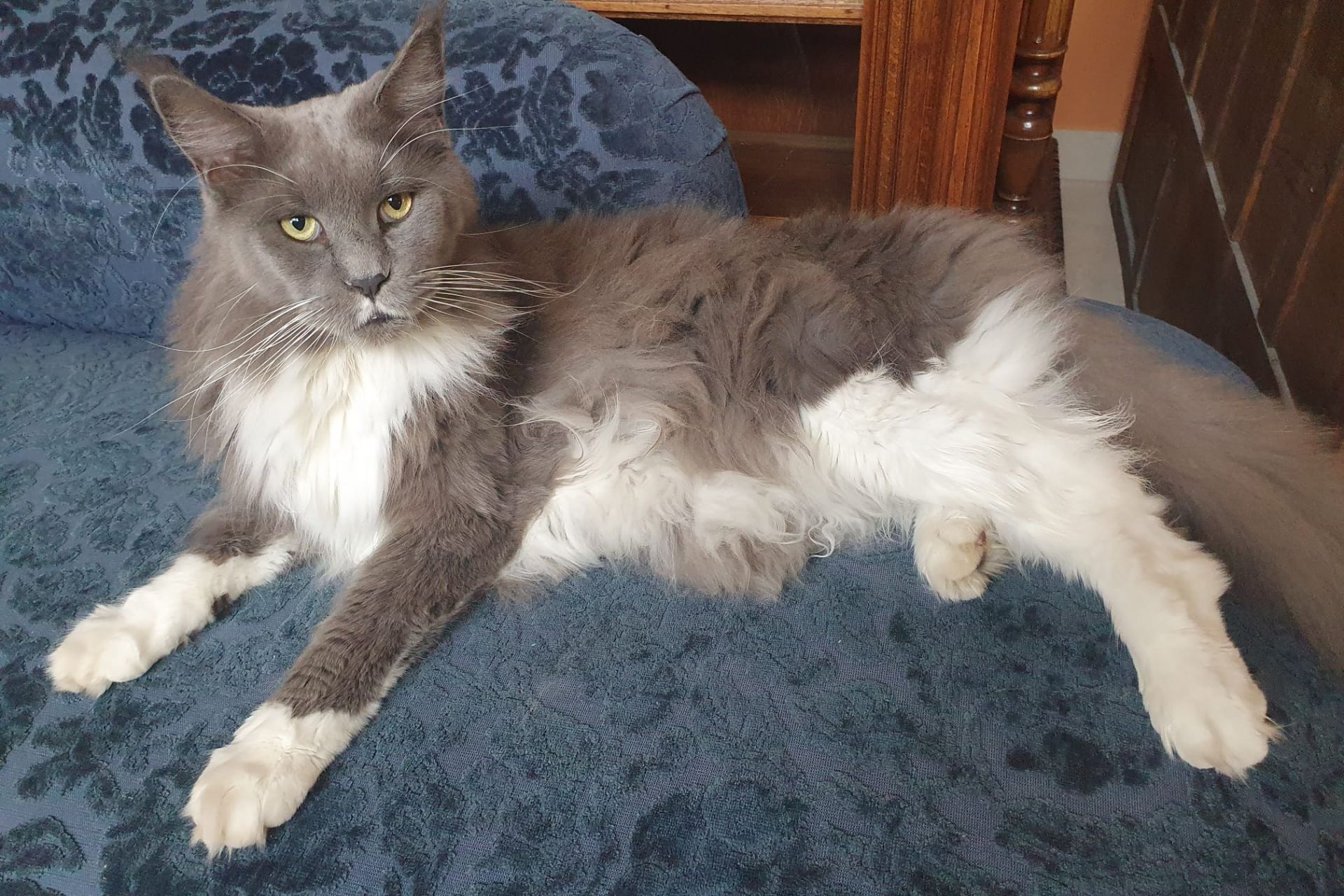 Smokey is een main coon (vrij grote kat), grijs met witte onderbuik en witte pootjes