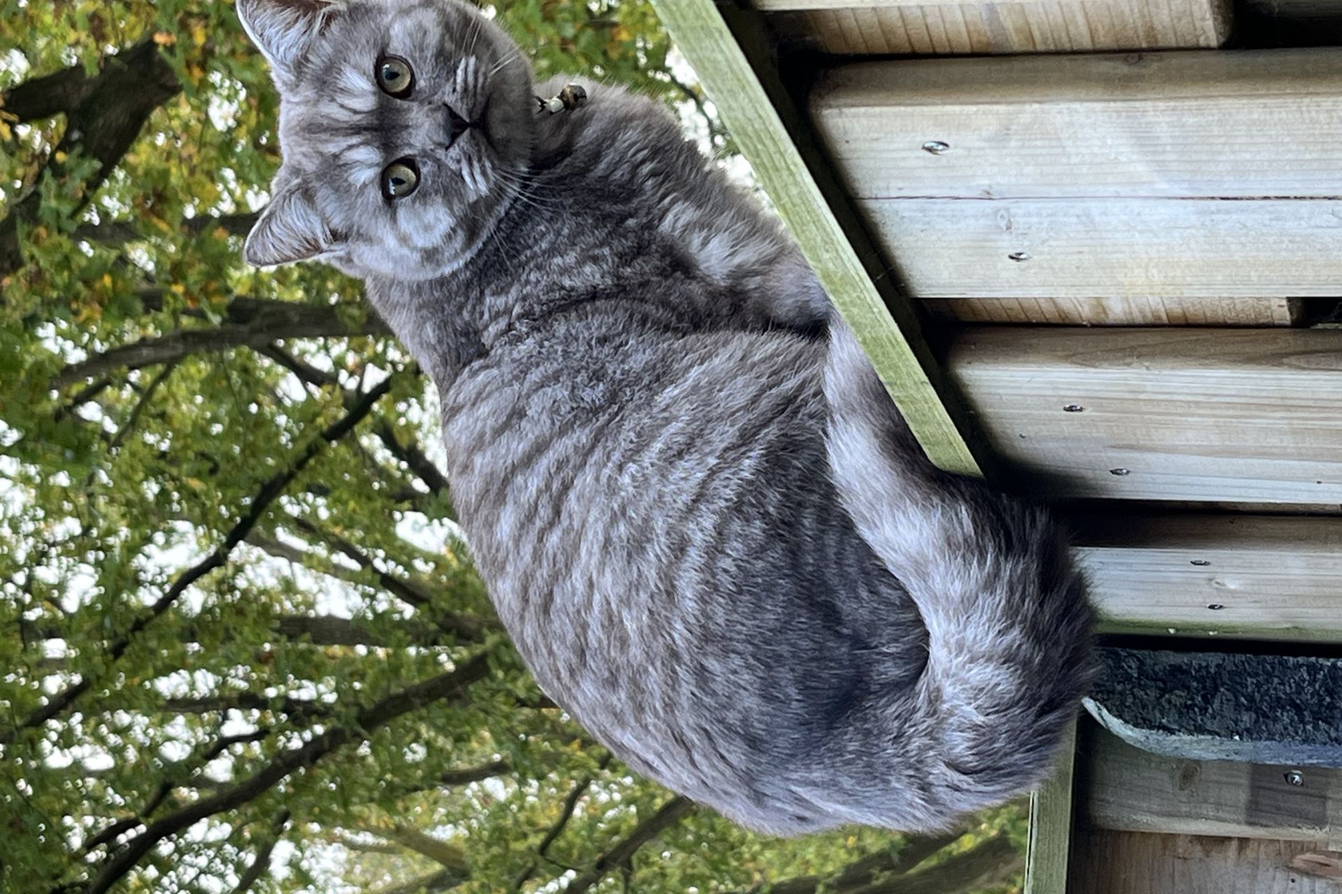Vermist  kater Bailey omgeving Fatima