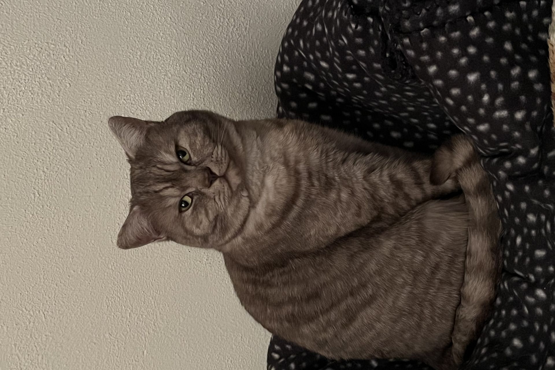 Vermist kater Bailey omgeving Fatima 