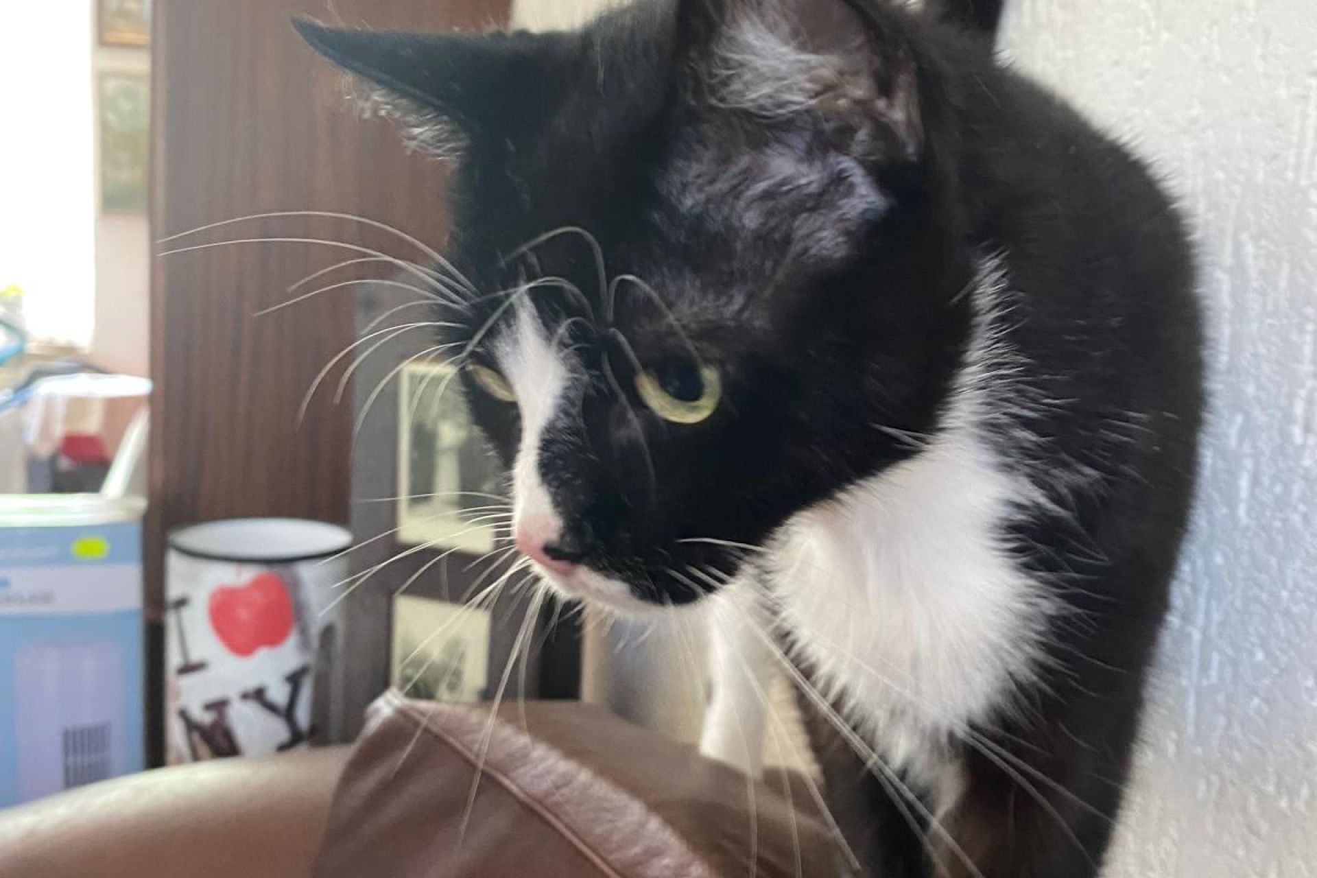 Dakota is 9 jarige poes en sinds 5-7 niet meer thuis gekomen. Zij wordt erg gemist.