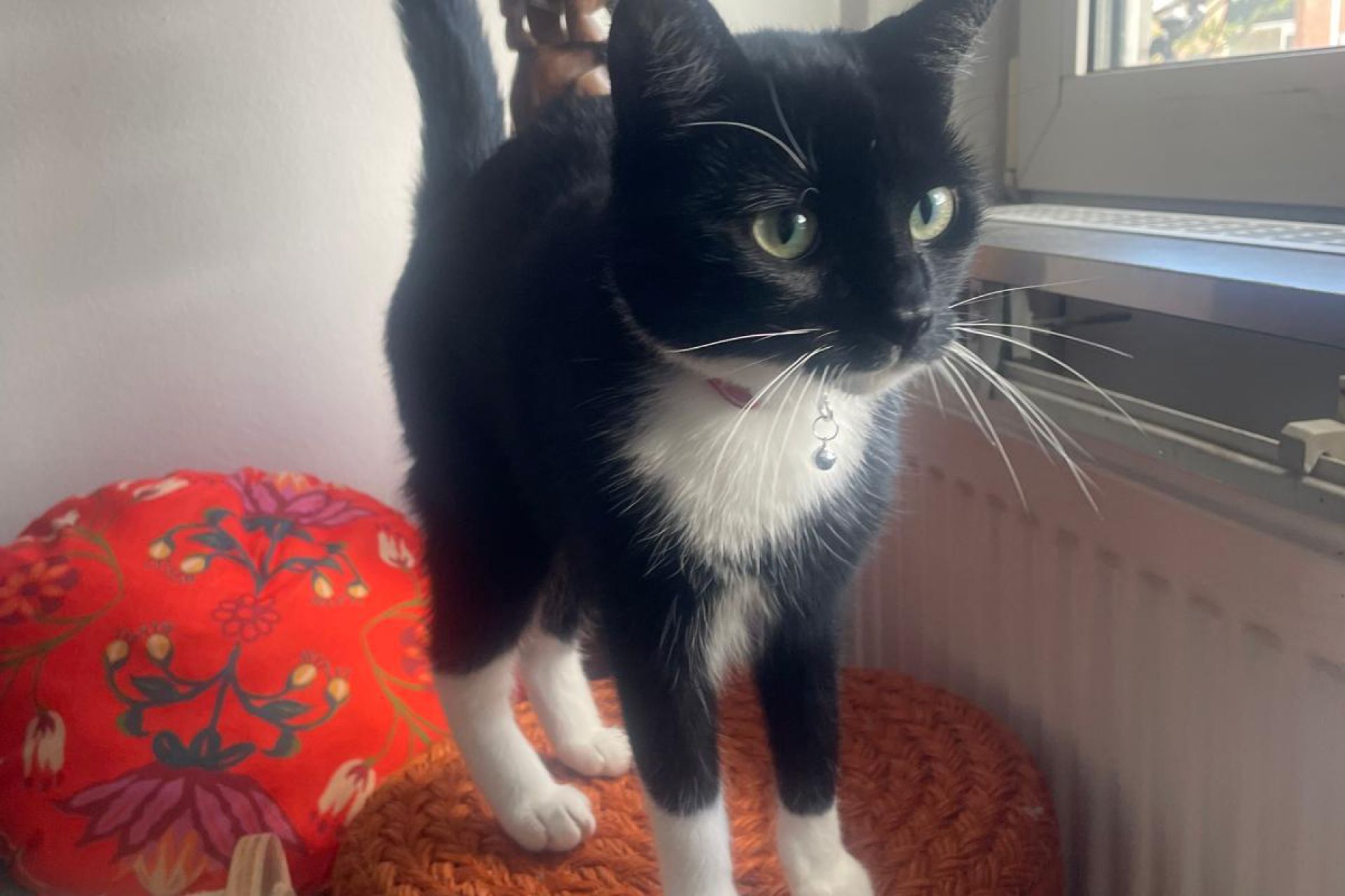 Zwart/witte kat. Zwart kopje, witte rechter wenkbrauw, witte snorharen, witte kin, hals en bef. Witte streep over de buik. Witte sokjes. Lichtgroene ogen.