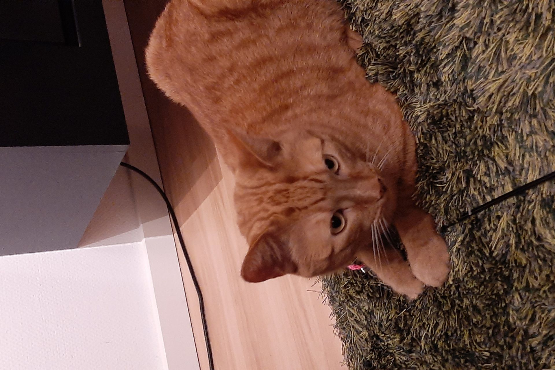 Rode kater vermist 