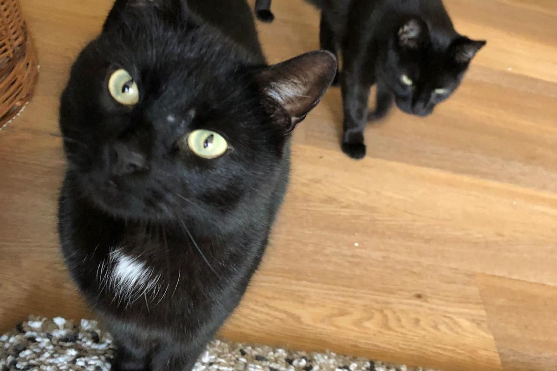 Guus, lieve kater van 12 met wit befje